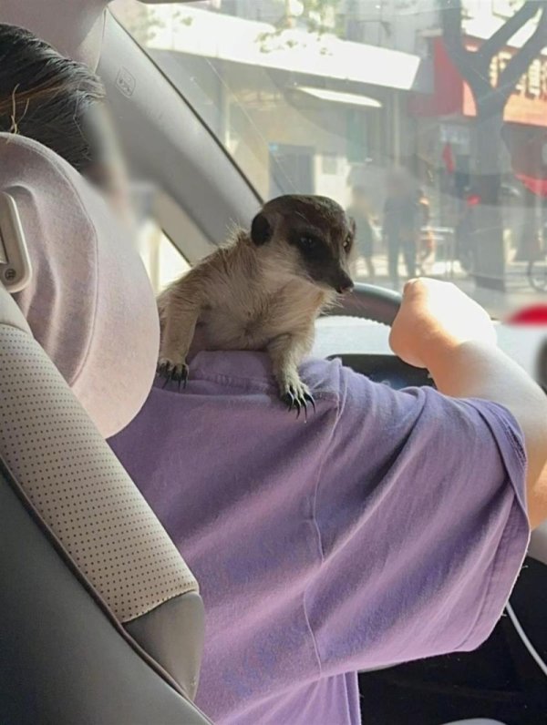 国客信配 女乘客在网约车内被车主的狐獴抓咬多处受伤 平台回应